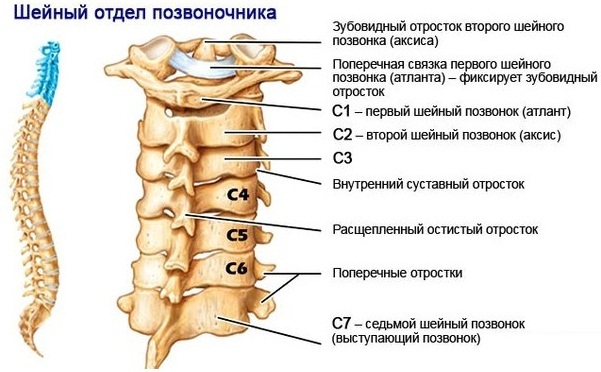 Защемление шейного нерва. Симптомы и лечение, оздоровительные упражнения