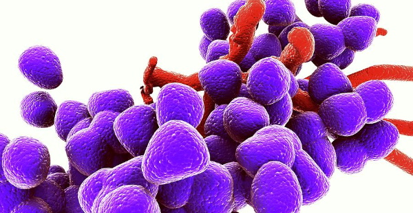 Enterococcus faecalis (энтерококк фекальный) в посеве на флору. Норма у женщин, мужчин. Лечение