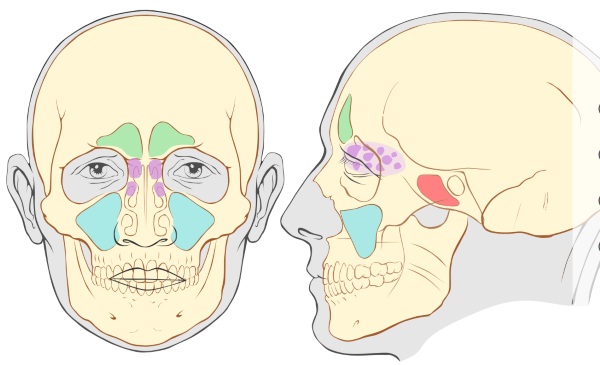 Гайморовы пазухи расположение фото