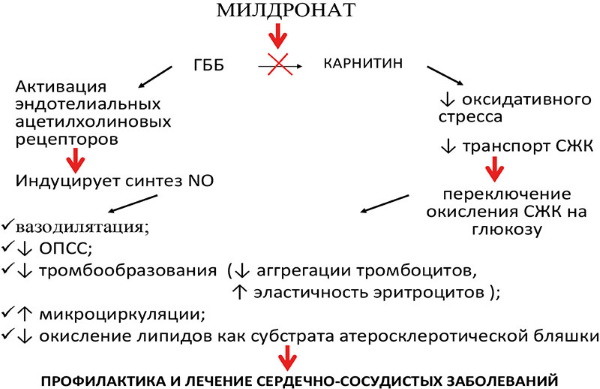 Милдронат. Инструкция по применению, отзывы пациентов, цена, аналоги