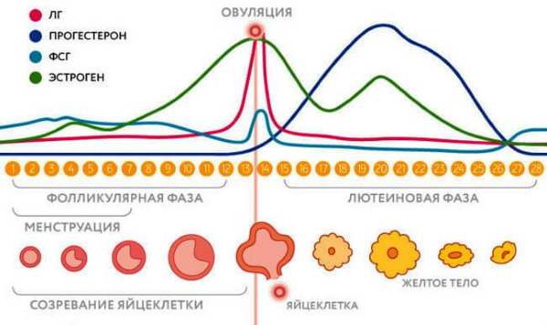 Признаки кровотечения у женщин в матке после родов, кесарева, месячных, при беременности. Причины