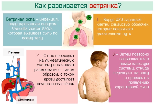 Банеоцин (Baneocin) порошок. Цена, инструкция по применению, аналоги