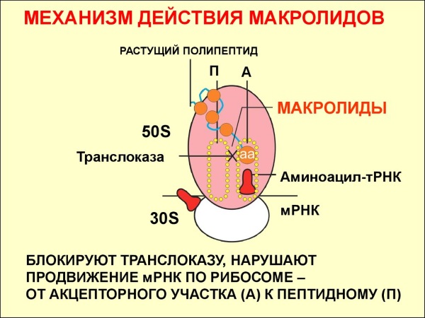 Азитромицин (Azithromycin) при бронхите. Инструкция по применению, цена, отзывы