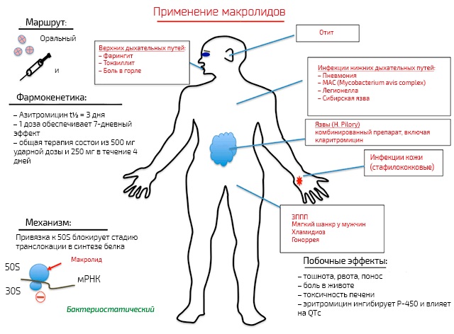 Антибиотики макролиды. Список препаратов для детей, взрослых, беременных