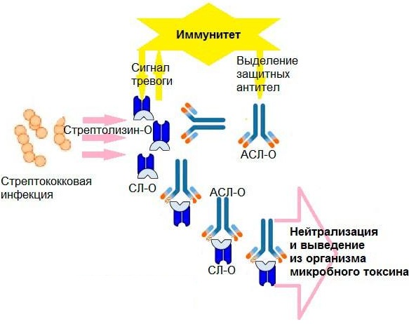 Антистрептолизин-О (АСЛ-О) повышен. Что это значит, причины, норма у детей, женщин, лечение