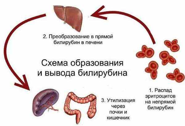 Билитест для новорожденных. Норма показателей, как использовать, где купить