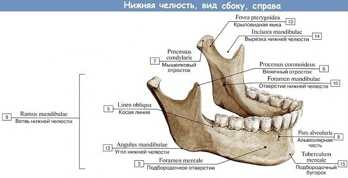 Хрустит, болит челюсть при открывании рта, жевании. Что делать, к какому врачу обратиться