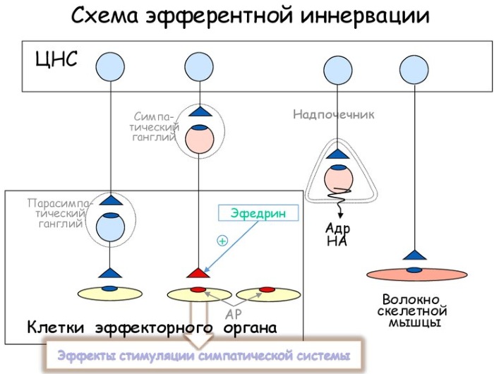 Эфедрин в таблетках. Действие на организм, где содержится, инструкция по применению