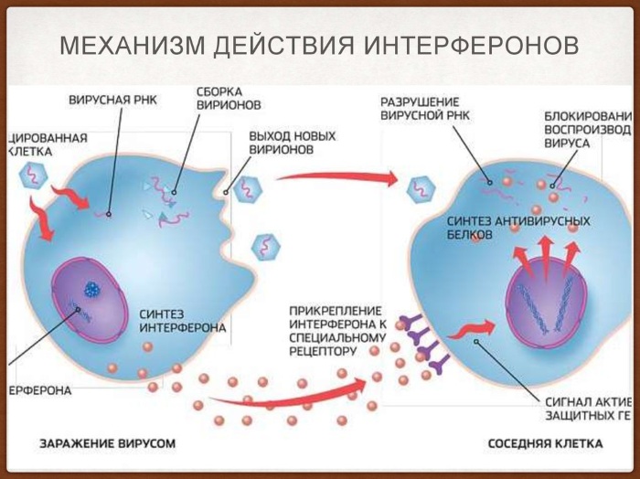 Генферон лайт (Genferon Lite) свечи для детей. Инструкция по применению, цена, отзывы