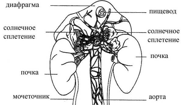 Солнечное сплетение у человека. Где находится, почему боль, тяжесть, давит, колит, жжение, дискомфорт. Фото, анатомия