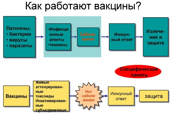 Инактивированная вакцина от полиомиелита. Какая лучше, название, отзывы