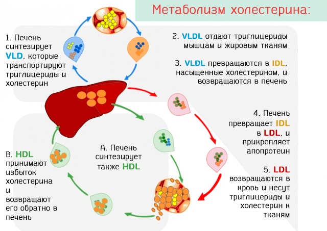 Виноград слабит или крепит стул взрослого, ребенка, при беременности, язве желудка. Как действует на кишечник