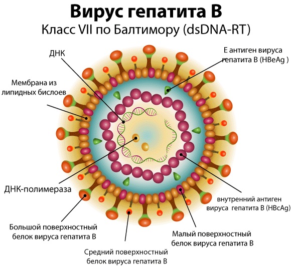 Гепатит б симптомы после заражения thumbnail