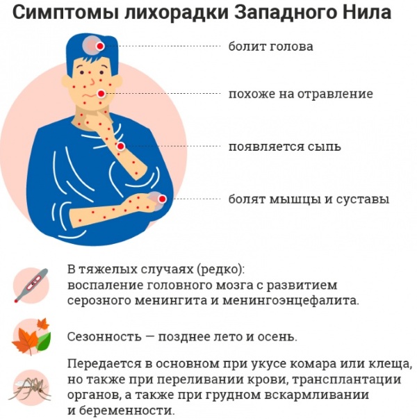 Лихорадка западного нила презентация