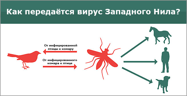 Лихорадка западного нила симптомы и лечение у человека фото признаки