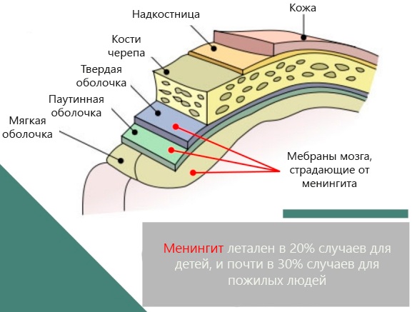 Вакцина от менингококковой инфекции. Название, какая лучше, когда делать, как переносится, цена