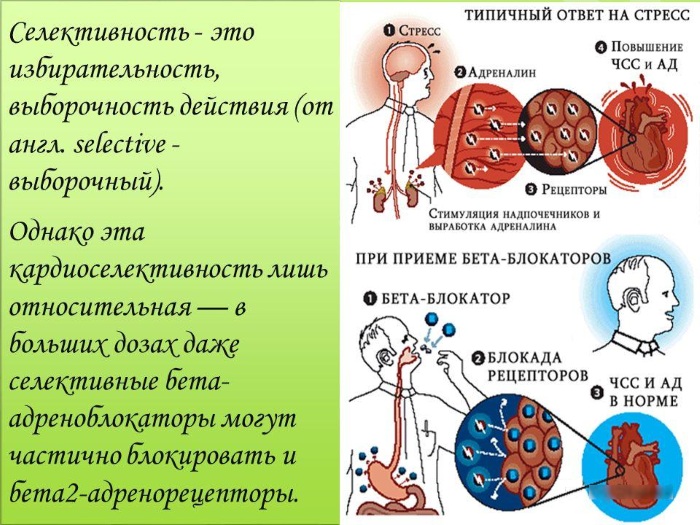 Бета-адреноблокаторы. Список препаратов нового поколения, что это такое, при чем применяют, механизм действия, классификация, побочные эффекты