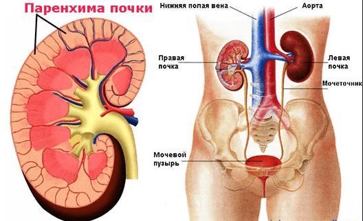 Диффузные изменения паренхимы почек. Что это такое, как лечить у детей, новорожденных, беременных, УЗИ