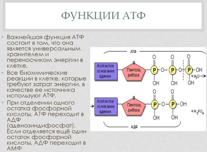 Коэнзим Q10. Польза для женщин, что это, состав, цена, где купить, инструкция по применению