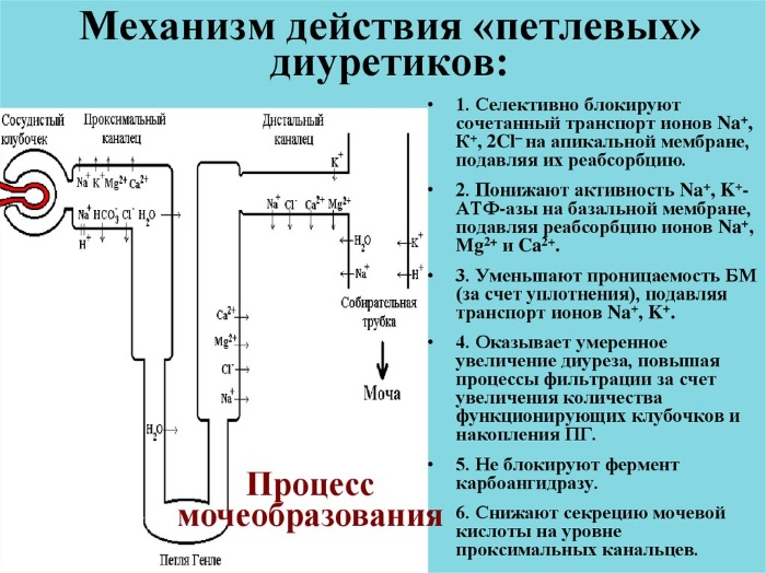 Петлевые диуретики. Список препаратов, механизм действия, показания к применению, противопоказания