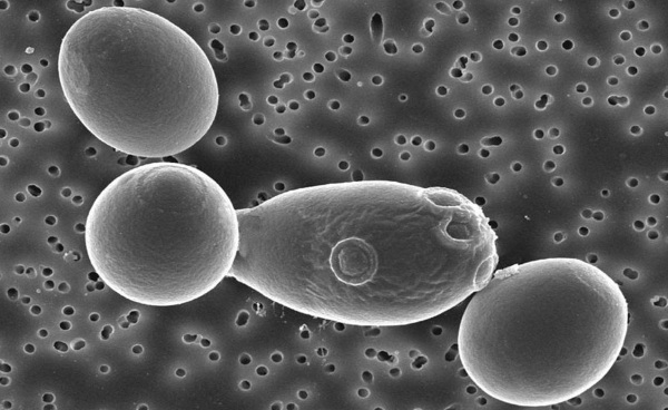 Сахаромицеты Буларди (Saccharomyces boulardii). Что это такое, инструкция по применению, препараты, аналоги, цена