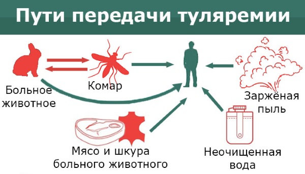 Укусы клопов на человеке. Фото, симптомы, чем обрабатывать, лечить, чем чревато