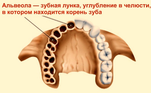 Альвеолы во рту фото где находятся