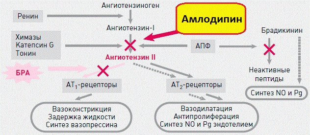 Амлодипин (Amlodipine). Отзывы пациентов принимавших препарат, инструкция по применению, аналоги, цена