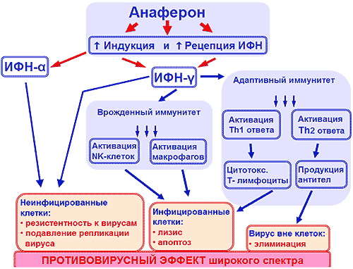 Анаферон по схеме для детей