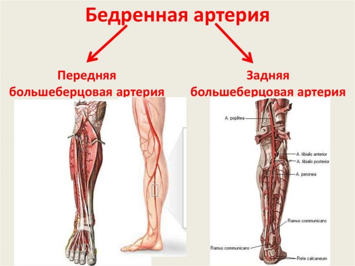 Бедренная артерия. Где находится, анатомия, топография, что кровоснабжает, симптомы болезни, лечение