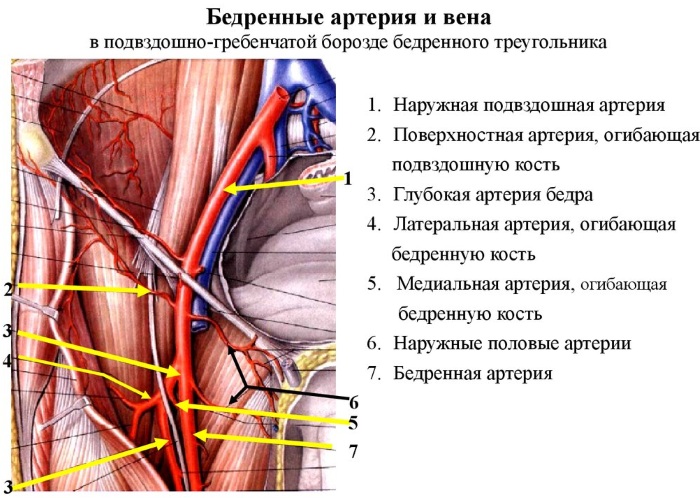 Бедренная артерия. Где находится, анатомия, топография, что кровоснабжает, симптомы болезни, лечение