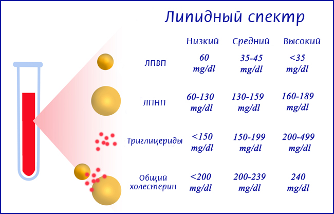 Бедренная артерия. Где находится, анатомия, топография, что кровоснабжает, симптомы болезни, лечение