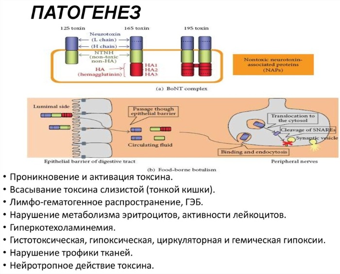 Ботулизм у взрослого. Симптомы, от каких продуктов возникает, лечение, профилактика, клинические рекомендации