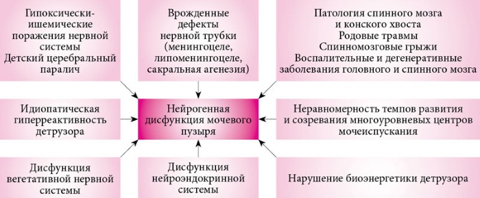 Детрузор мочевого пузыря. Что это такое, симптомы болезни, лечение у женщин, детей, мужчин