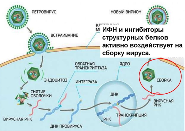 Кагоцел по схеме