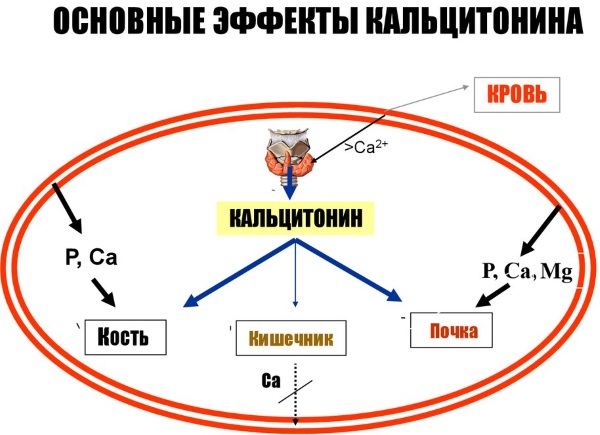 Кальцитонин. Норма у женщин, мужчин, таблица, что это такое, что показывает, повышен, понижен, причины