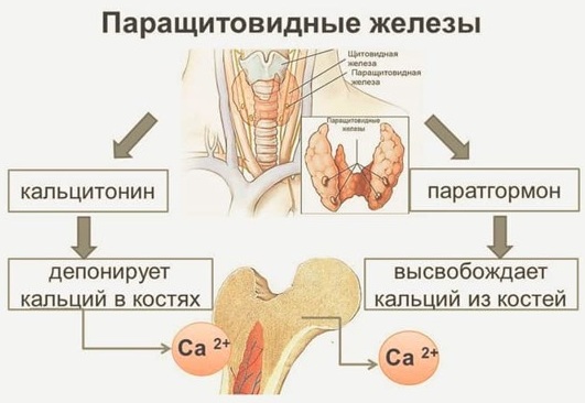 Кальцитонин. Норма у женщин, мужчин, таблица, что это такое, что показывает, повышен, понижен, причины