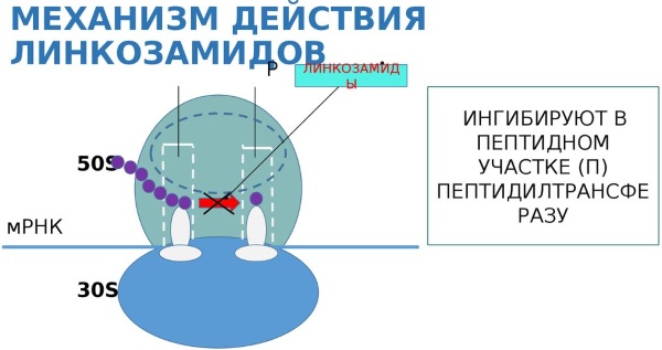 Линкомицин (Lyncomycin) в ампулах. Цена, инструкция по применению, дозировка