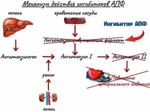 Лизиноприл (Lisinopril). Отзывы пациентов принимавших препарат, инструкция, аналоги, дозировка, цена