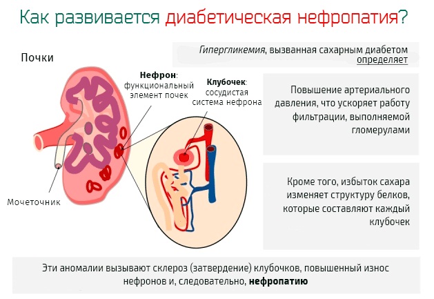 СКФ норма у женщин, мужчин, детей по возрасту. Таблица