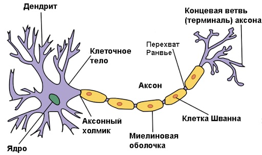 Нервные окончания человека. Схема, где находятся, лечение