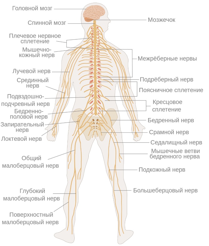 Нервные окончания человека. Схема, где находятся, лечение