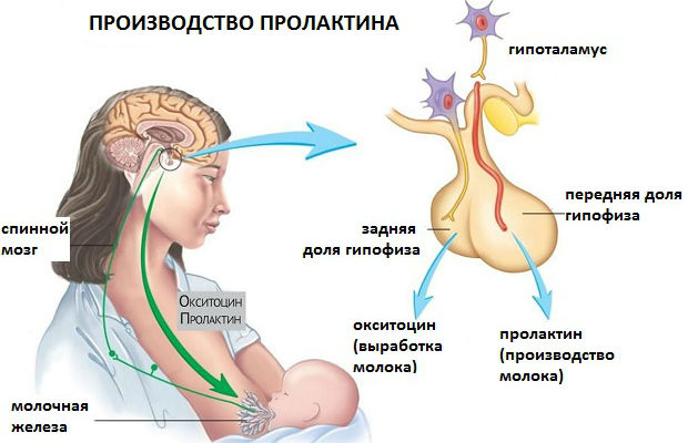 Микроаденома гипофиза пролактинома противопоказания thumbnail