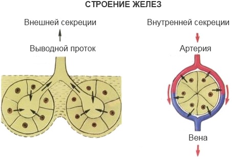 Железы внутренней секреции. Что это такое, гормоны, таблица, функции, классификация, строение, заболевания