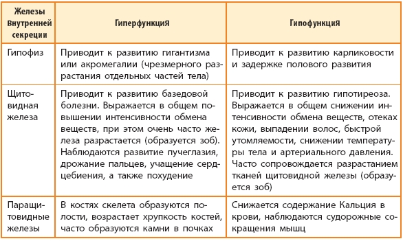 Железы внутренней секреции. Что это такое, гормоны, таблица, функции, классификация, строение, заболевания