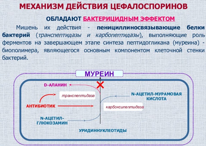 Зиннат (Zinnat) антибиотик для детей суспензия. Инструкция по применению, цена