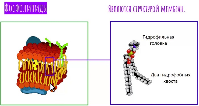 Антифосфолипидные антитела. Анализ, гемотест, что это такое, что показывает, подготовка к анализу