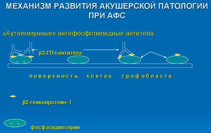 Антифосфолипидные антитела. Анализ, гемотест, что это такое, что показывает, подготовка к анализу