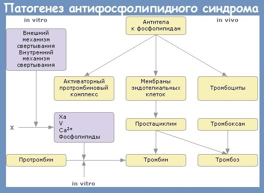 Антифосфолипидные антитела. Анализ, гемотест, что это такое, что показывает, подготовка к анализу