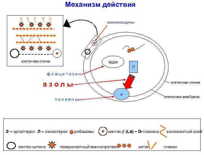 Асепта (Asepta) адгезивный бальзам для десен. Инструкция по применению, состав, отзывы, цена